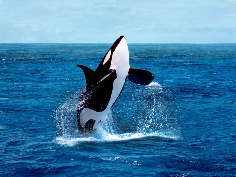Ein Orca springt aus dem Wasser.