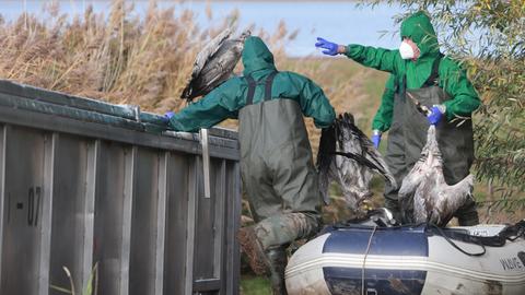 Zwei Männer in Schutzkleidung und Atemmasken werfen verendete Kraniche in einen Container. Einer der Männer steht in einem auf dem Boden liegenden Schlauchboot. Dahinter Schilf und ein Teil des Sees. 