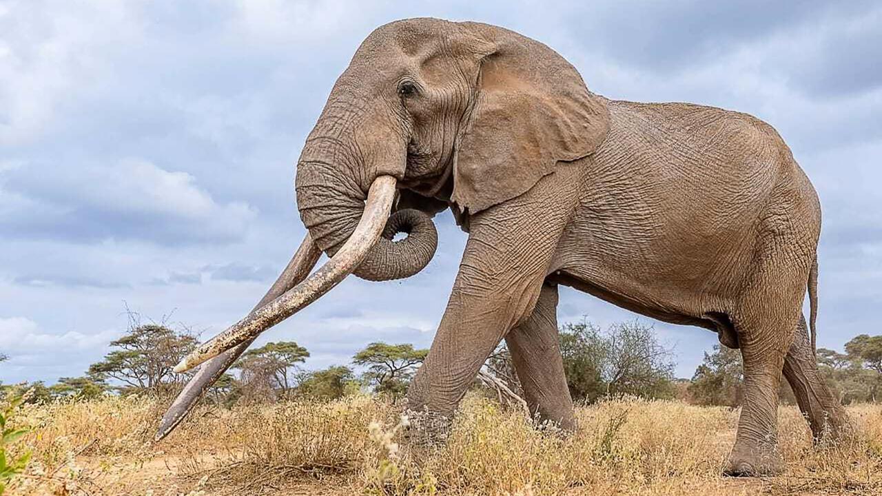 Ein Elefant mit außergewöhnlich großen und schweren Stoßzähnen läuft durch die Savanne.