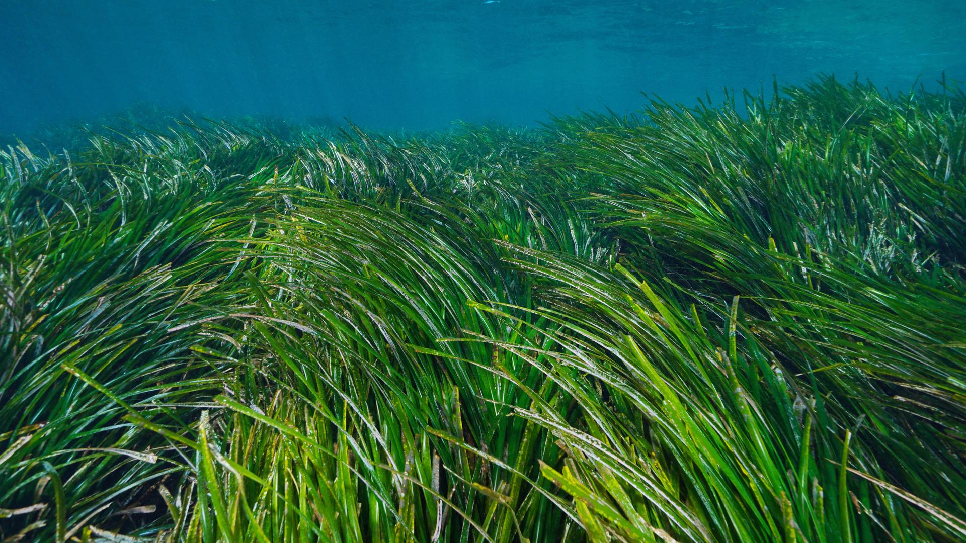 Eine Seegraswiese unterwasser im Mittelmeer. Der obere Teil des bildes ist blau, der unteren in saftigem Grün.