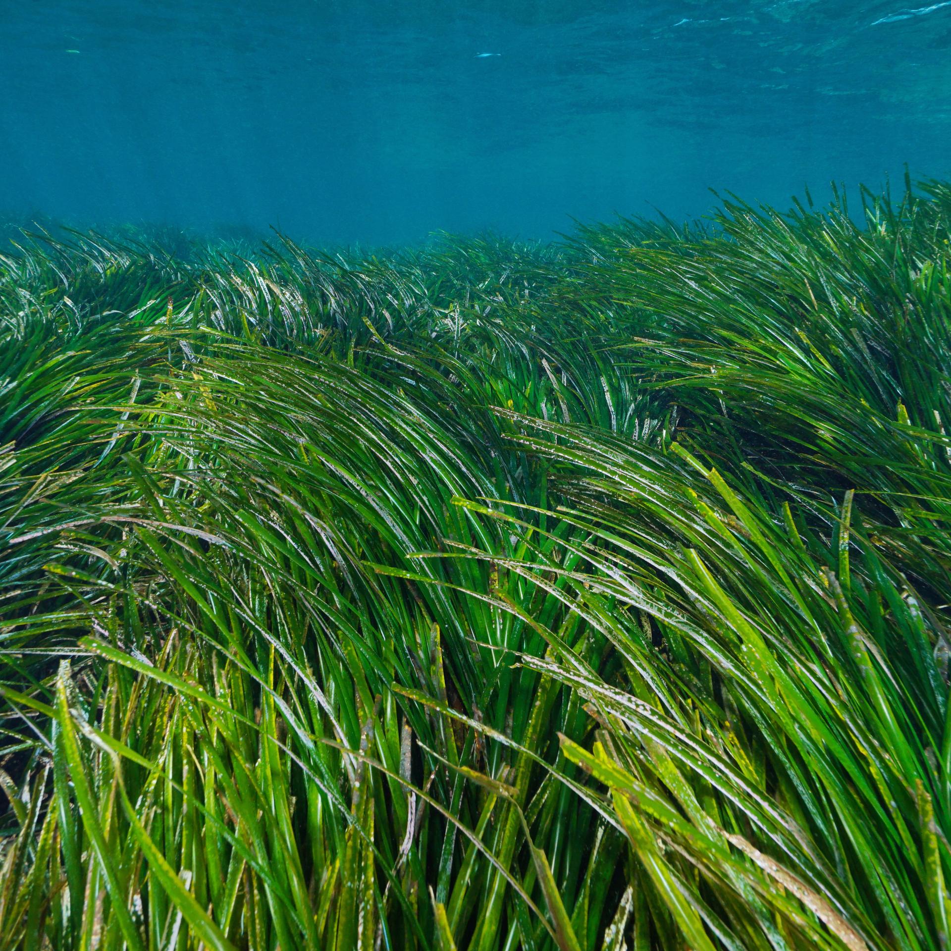 Wert der Seegraswiesen - Natur im Dispo