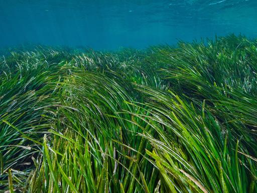 Eine Seegraswiese unterwasser im Mittelmeer. Der obere Teil des bildes ist blau, der unteren in saftigem Grün.