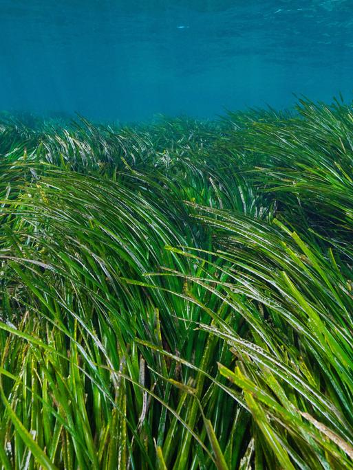 Eine Seegraswiese unterwasser im Mittelmeer. Der obere Teil des bildes ist blau, der unteren in saftigem Grün.