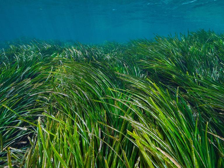 Eine Seegraswiese unterwasser im Mittelmeer. Der obere Teil des bildes ist blau, der unteren in saftigem Grün. Eine Seegraswiese unterwasser im Mittelmeer. Der obere Teil des bildes ist blau, der unteren in saftigem Grün.