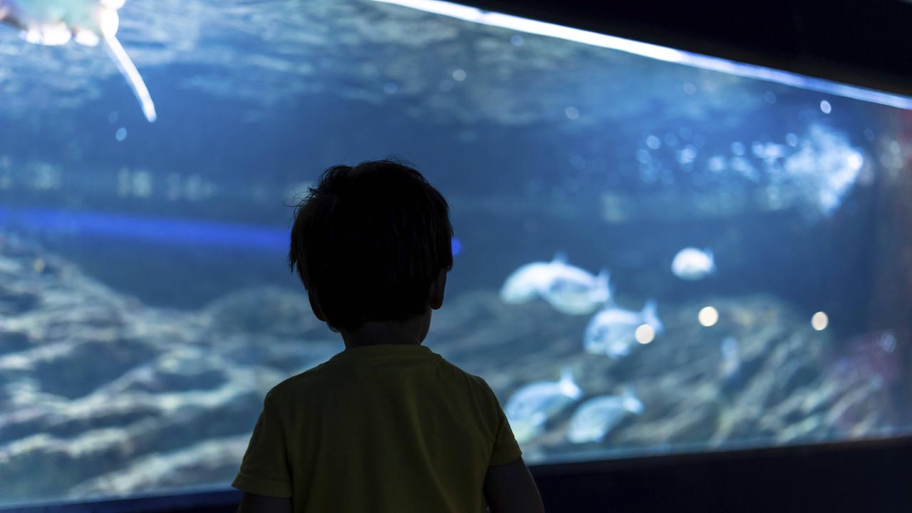 Silhouette eines Vorschulkindes, das sich Fische ansieht, die in einem großen Aquarium schwimmen.