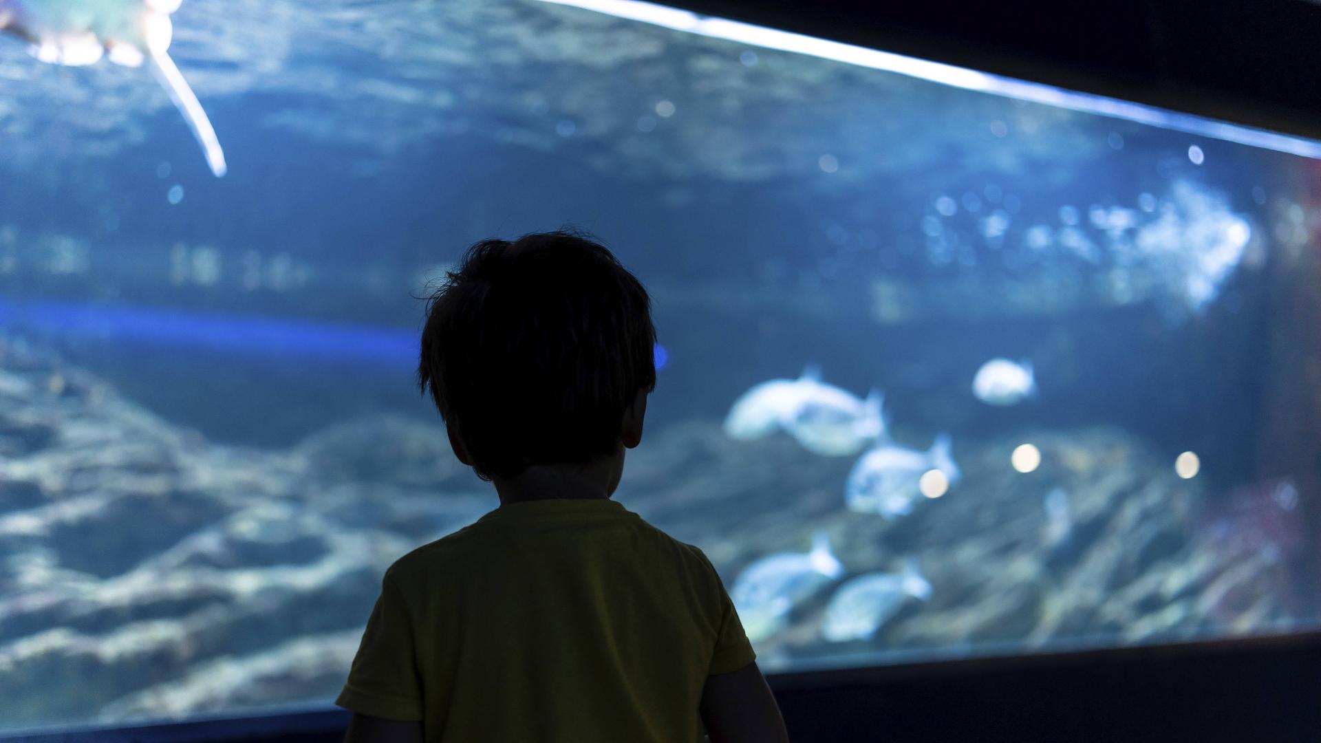 Silhouette eines Vorschulkindes, das sich Fische ansieht, die in einem großen Aquarium schwimmen.
