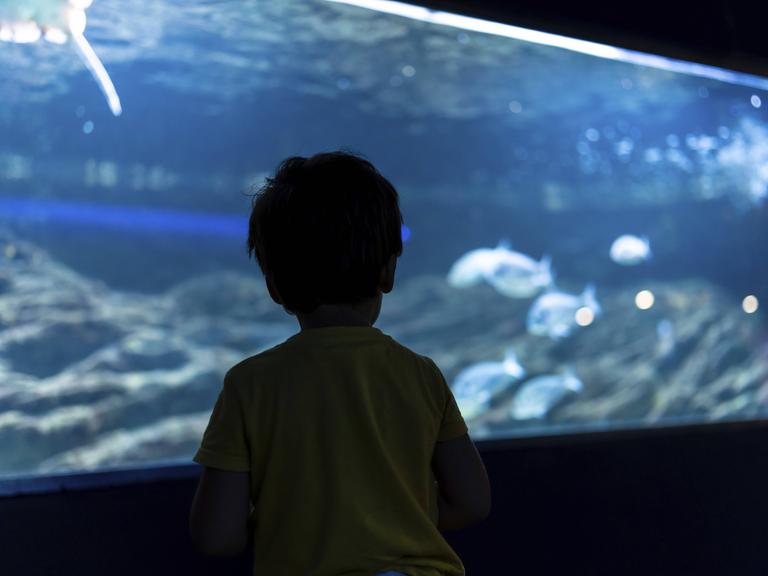 Silhouette eines Vorschulkindes, das sich Fische ansieht, die in einem großen Aquarium schwimmen.