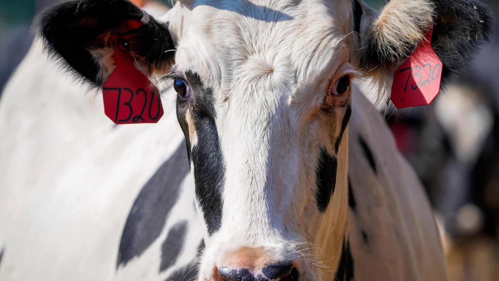 Zu sehen ist eine Milch-Kuh im US-Bundes-Staat Texas.
