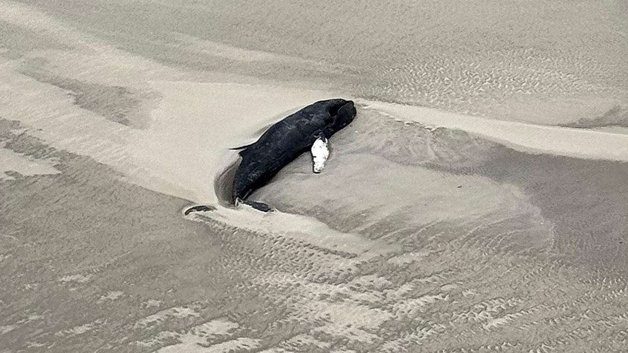 Blick aus der Ferne: Der schwarze Wal liegt auf einem breiten Strand, das Meer ist nicht zu sehen. 