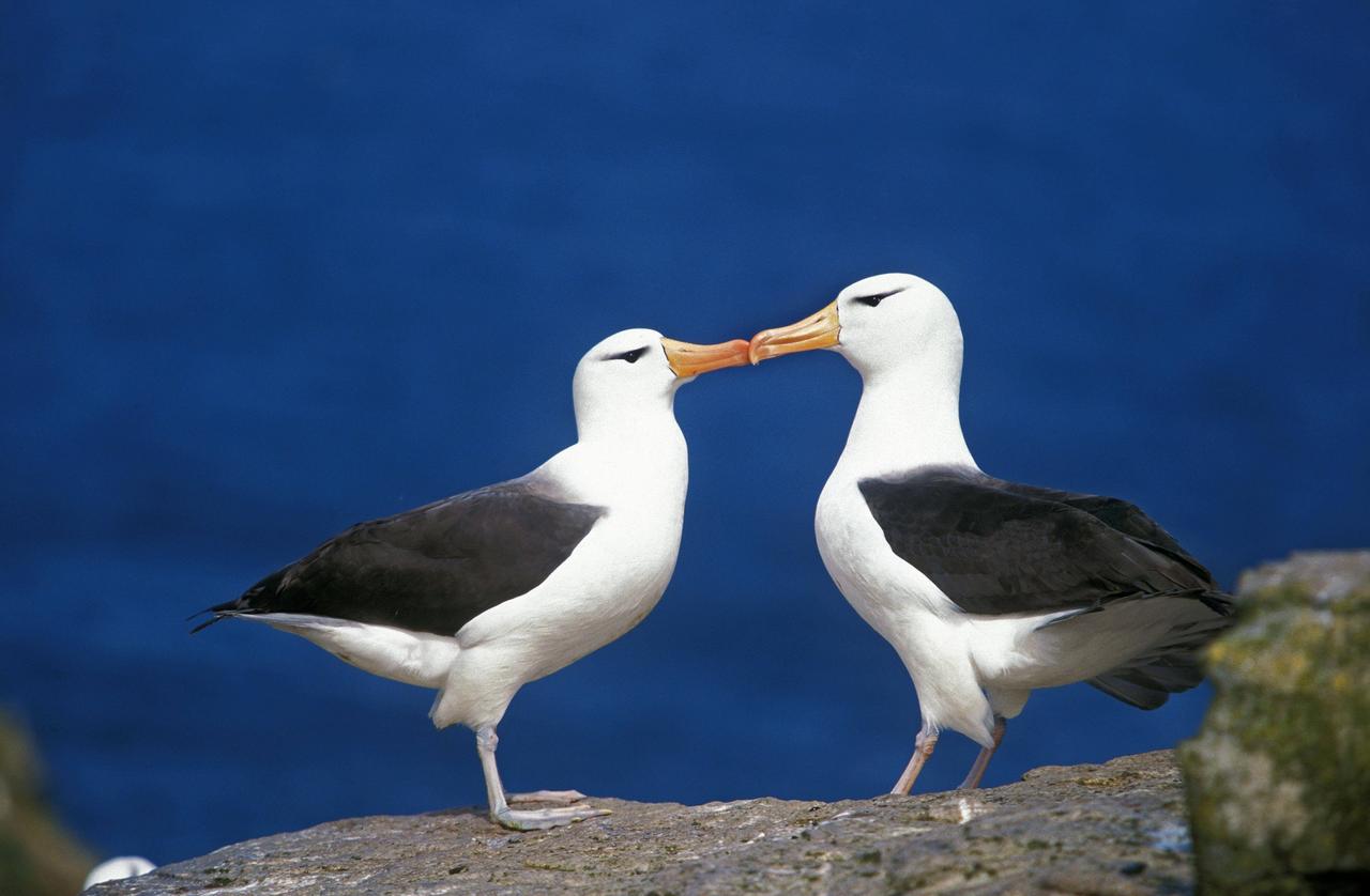 Zwei Albatrosse schnäbeln.