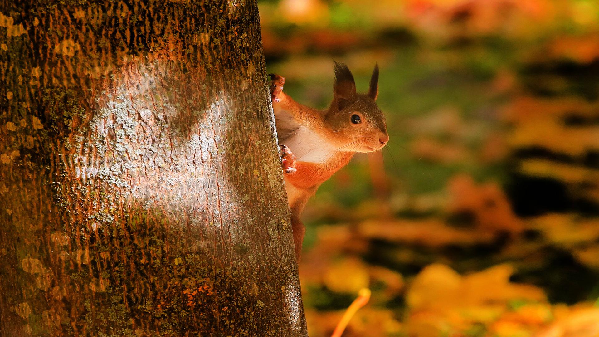 Ein Eichhörnchen an einem Baumstamm. Ein Eichhörnchen an einem Baumstamm.