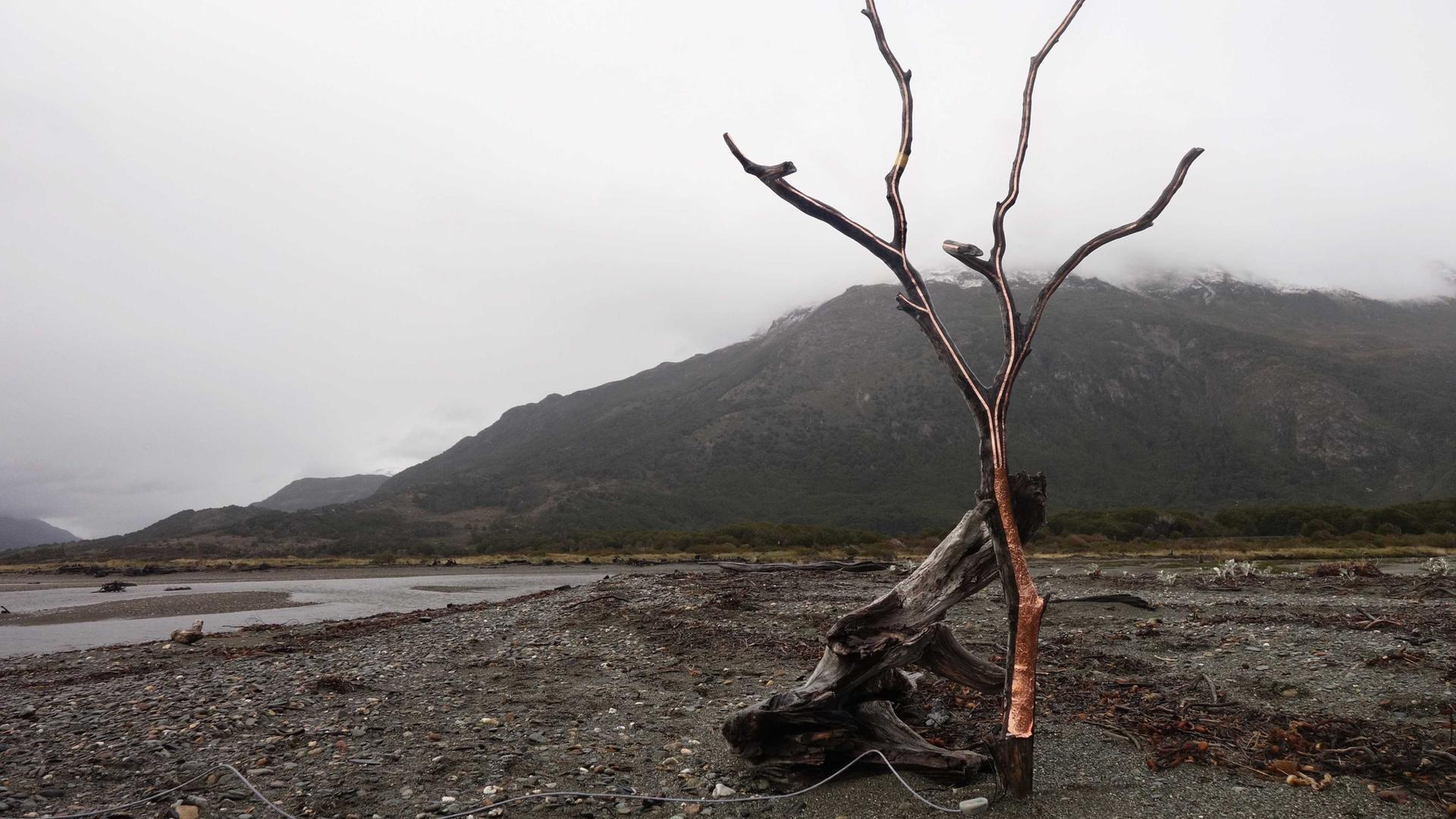 Ein junger Baum ohne Blätter am Meer im Süden Chiles; Stamm und Blätter sind mit kupferfarbener Metallfolie abgeklebt, um die akustischen Signale aufzunehmen.