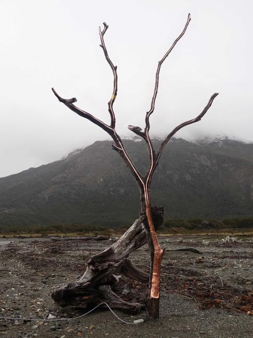 Ein junger Baum ohne Blätter am Meer im Süden Chiles; Stamm und Blätter sind mit kupferfarbener Metallfolie abgeklebt, um die akustischen Signale aufzunehmen.