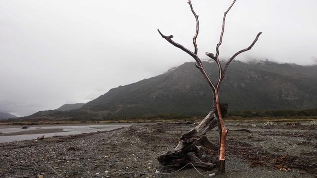 Ein junger Baum ohne Blätter am Meer im Süden Chiles; Stamm und Blätter sind mit kupferfarbener Metallfolie abgeklebt, um die akustischen Signale aufzunehmen.