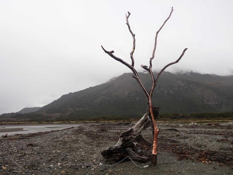 Ein junger Baum ohne Blätter am Meer im Süden Chiles; Stamm und Blätter sind mit kupferfarbener Metallfolie abgeklebt, um die akustischen Signale aufzunehmen.