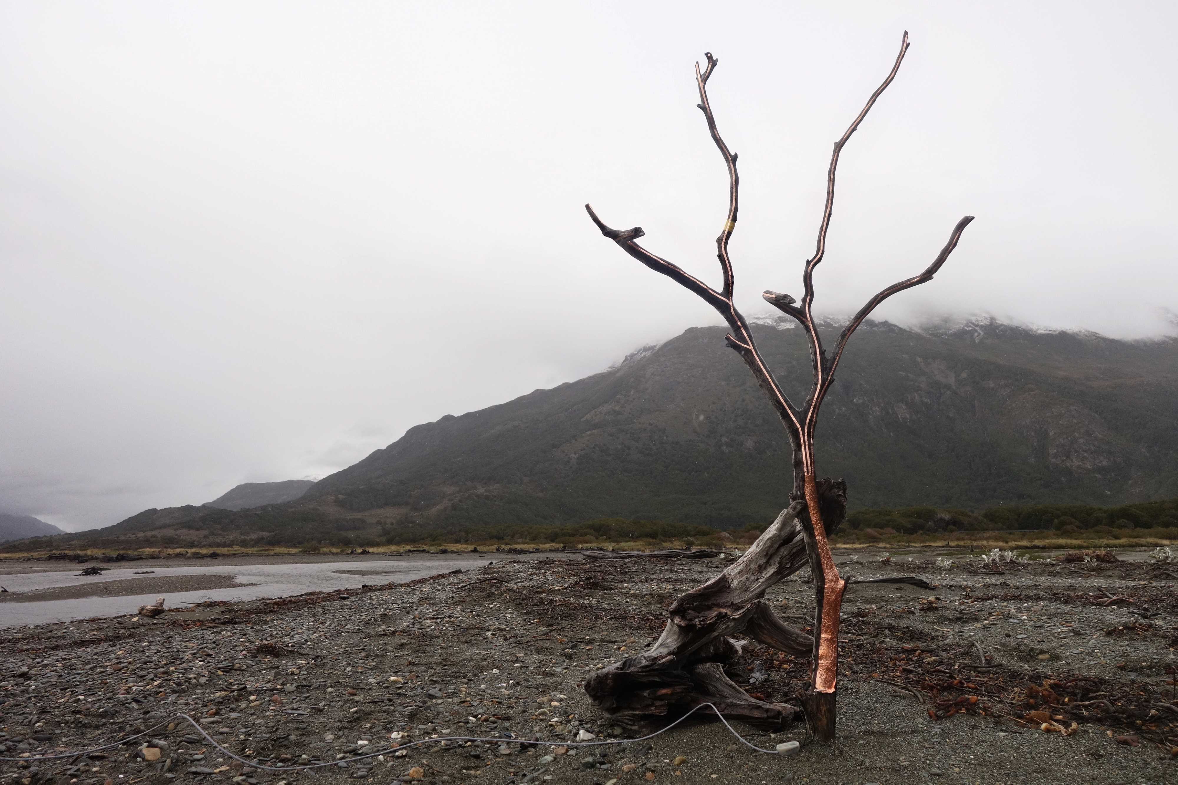 Ein junger Baum ohne Blätter am Meer im Süden Chiles; Stamm und Blätter sind mit kupferfarbener Metallfolie abgeklebt, um die akustischen Signale aufzunehmen.