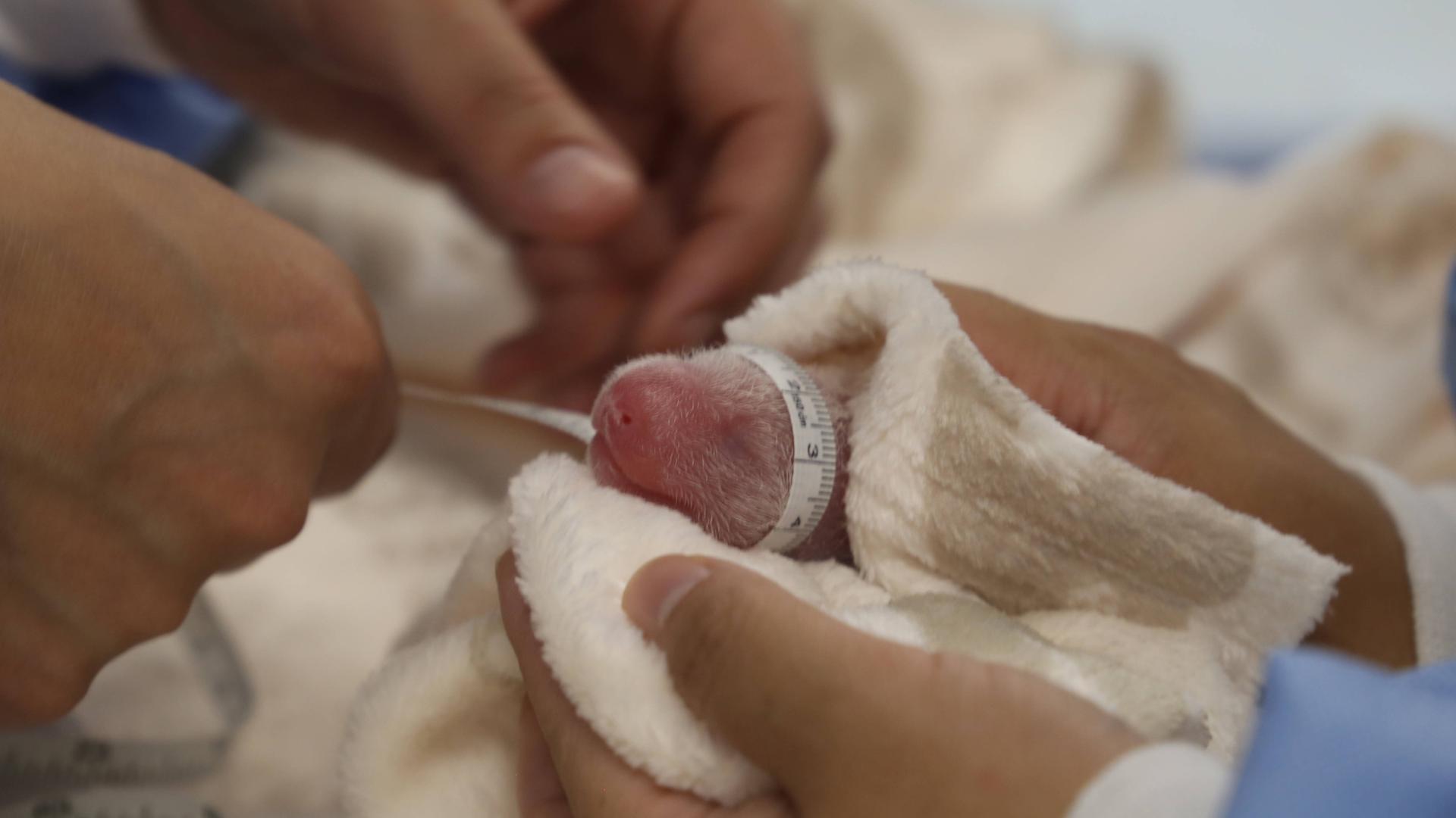 Hände halten ein kleines Tier in einem Tuch. Man sieht den rosa-farbenen Kopf von einem Panda-Babys. Es hat die Augen zu.