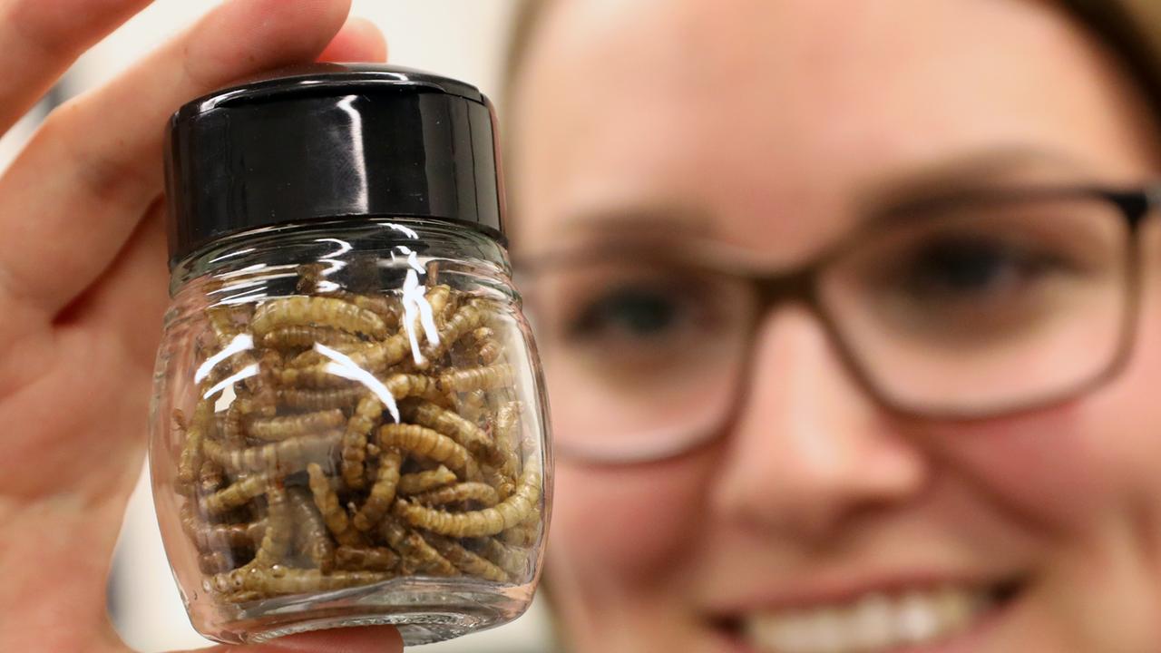 Getrocknete Mehlwürmer zur Gewinnung von Insektenmehl für Lebensmittel