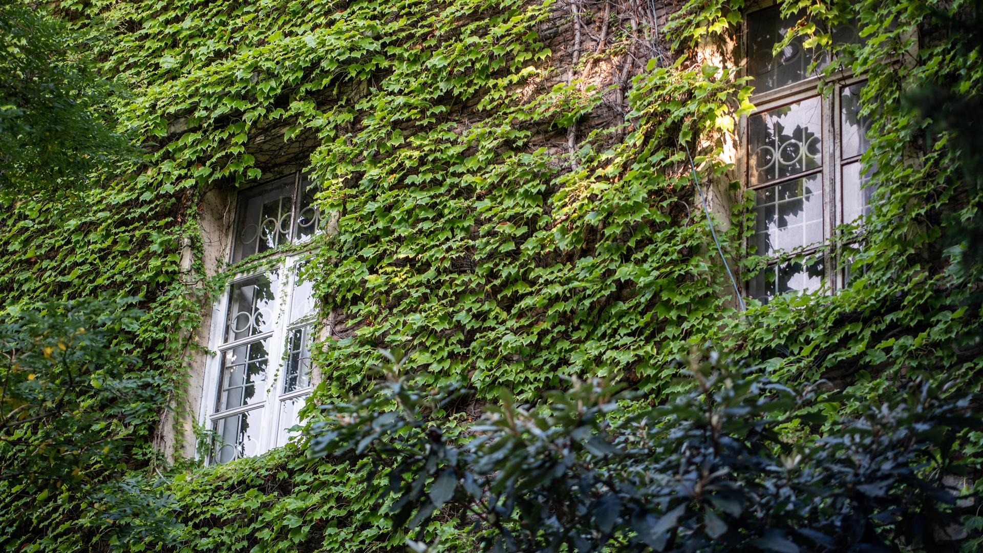 Die Fassade eines Hauses ist mit grünen Pflanzen bewachsen, sie ranken um ein Fenster herum.