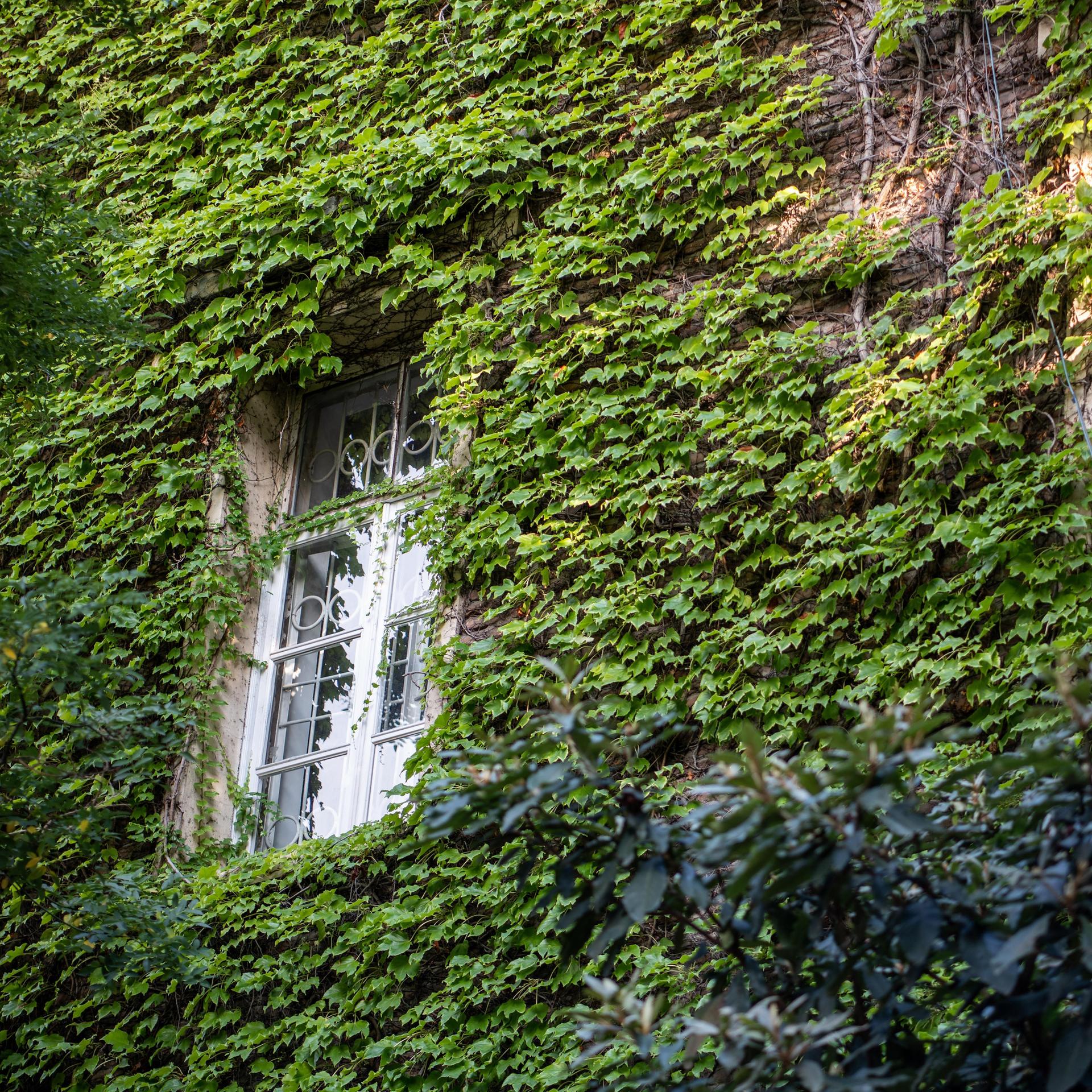 Die Fassade eines Hauses ist mit grünen Pflanzen bewachsen, sie ranken um ein Fenster herum.