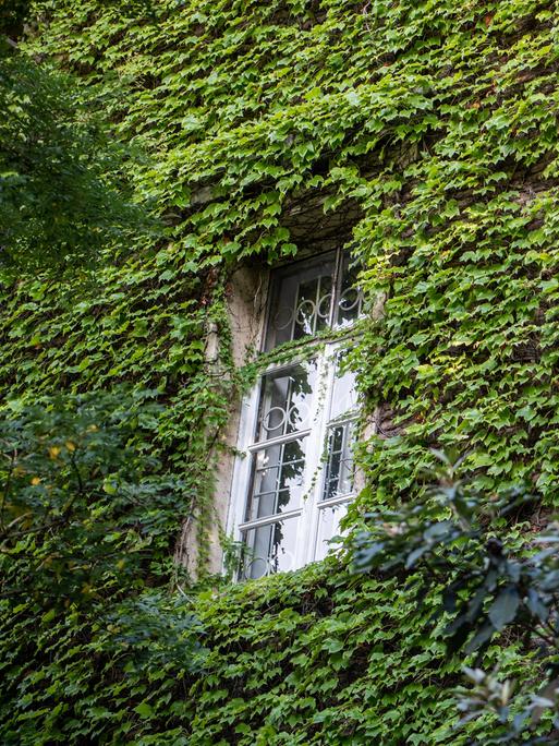 Die Fassade eines Hauses ist mit grünen Pflanzen bewachsen, sie ranken um ein Fenster herum.