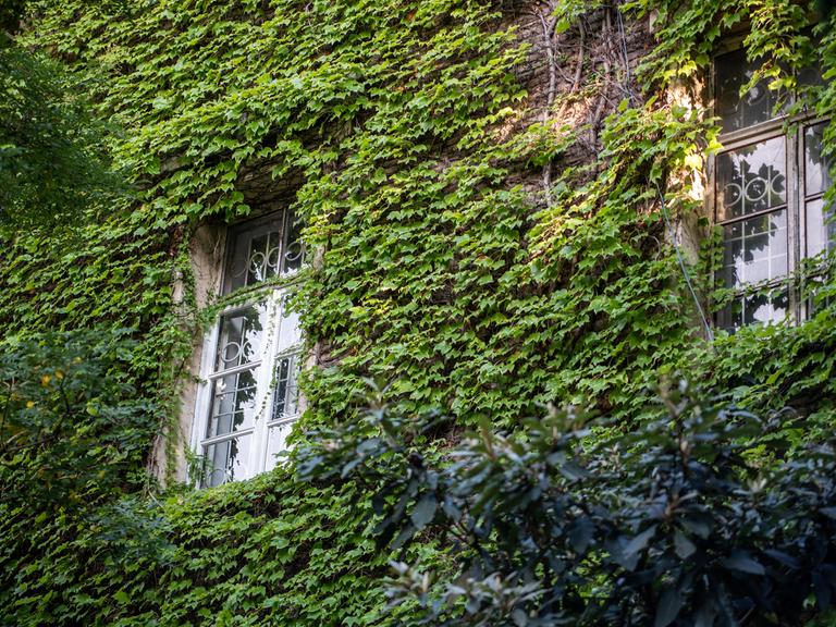 Die Fassade eines Hauses ist mit grünen Pflanzen bewachsen, sie ranken um ein Fenster herum.