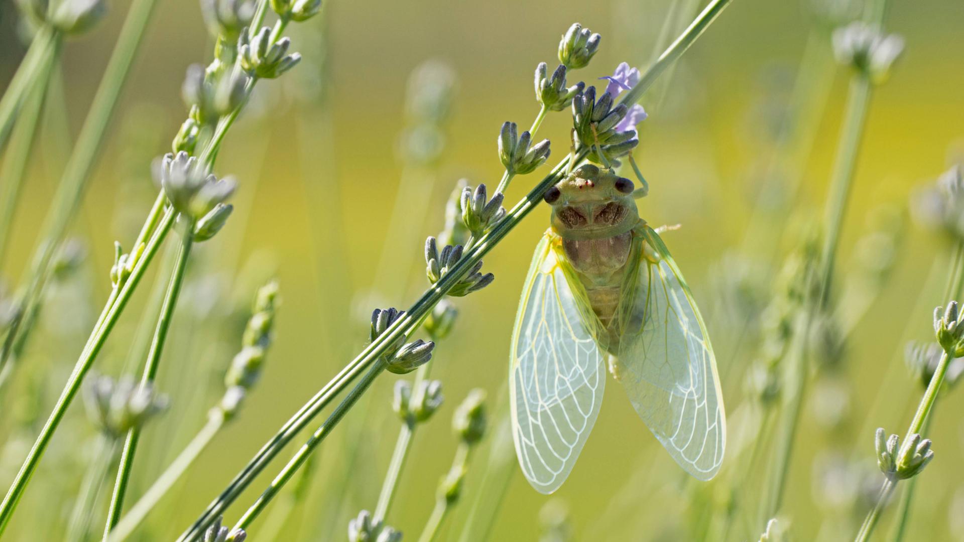 Nahaufnahme einer jungen Zikade auf einer Lavendelblüte auf einem Feld in der Provence. Nahaufnahme einer jungen Zikade auf einer Lavendelblüte auf einem Feld in der Provence.