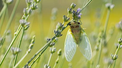 Nahaufnahme einer jungen Zikade auf einer Lavendelblüte auf einem Feld in der Provence.