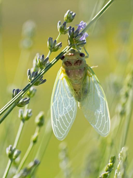 Nahaufnahme einer jungen Zikade auf einer Lavendelblüte auf einem Feld in der Provence.