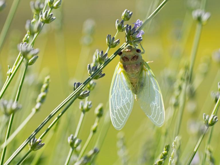 Nahaufnahme einer jungen Zikade auf einer Lavendelblüte auf einem Feld in der Provence.