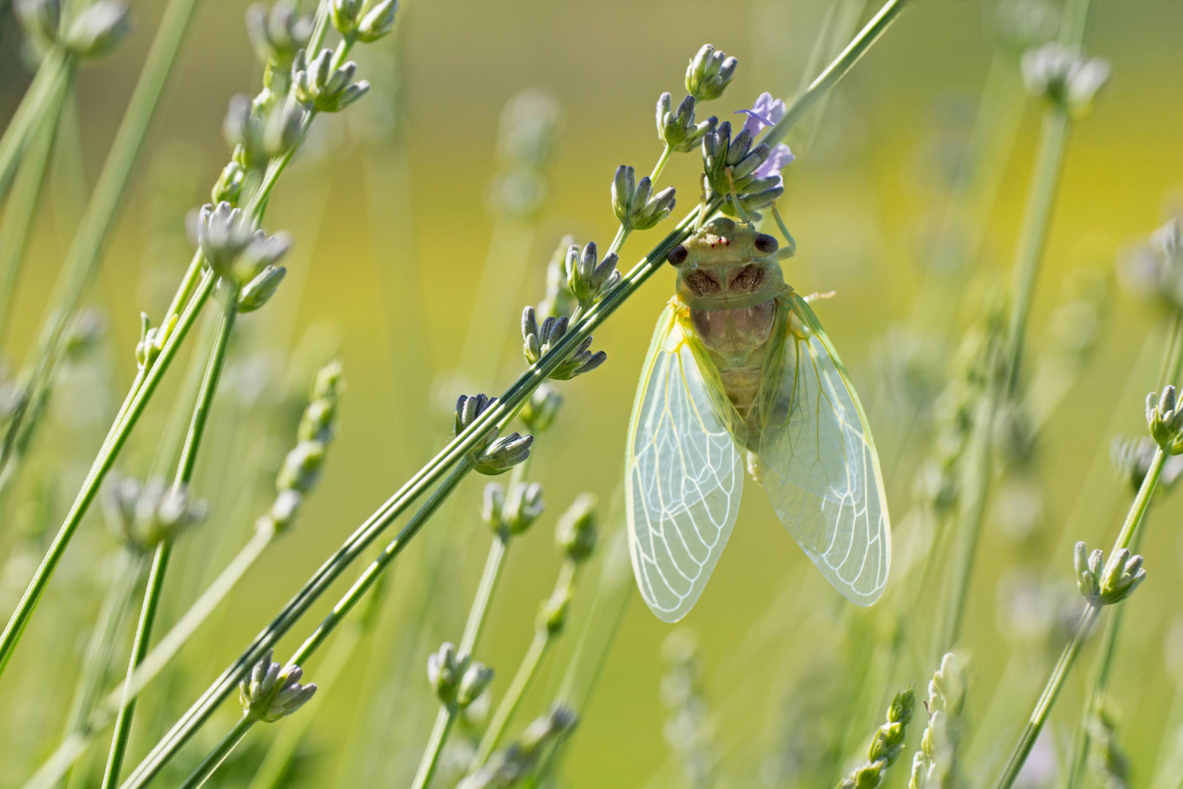 Nahaufnahme einer jungen Zikade auf einer Lavendelblüte auf einem Feld in der Provence.