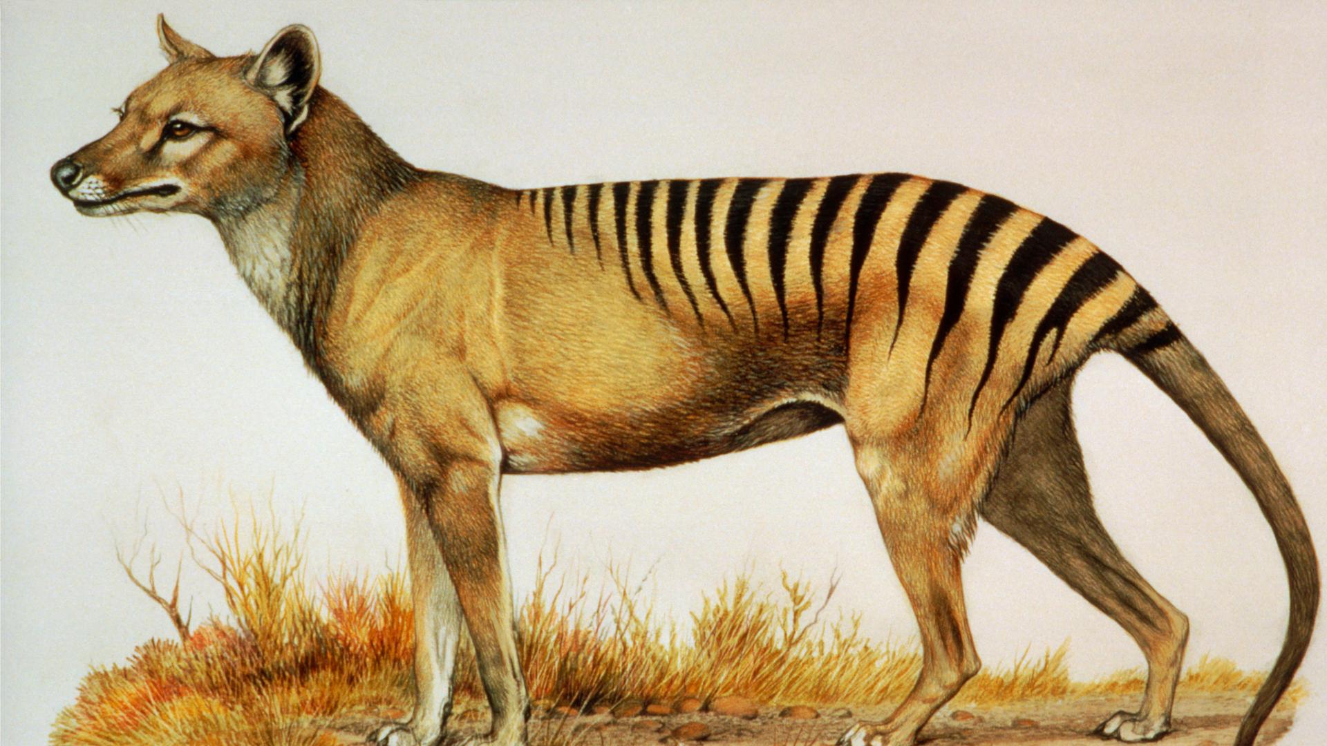 Zeichnung eines Beutelwolfs, auch Tasmanischer Tiger genannt (Thylacinus cynocephalus), der als ausgestorben gilt