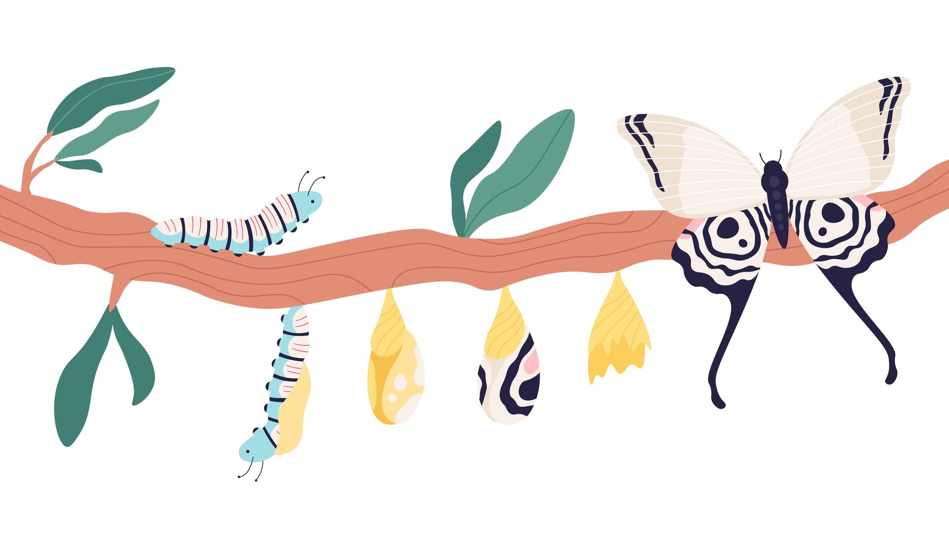 Illustration einer Metamorphose von Raupe bis Schmetterling. Zu sehen ist ein Zweig mit Blättern. Links sitzt eine Raupe. Weiter rechts folgen die verschiedenen Entwicklungsstufen. Ganz rechts sitzt ein Schmetterling.