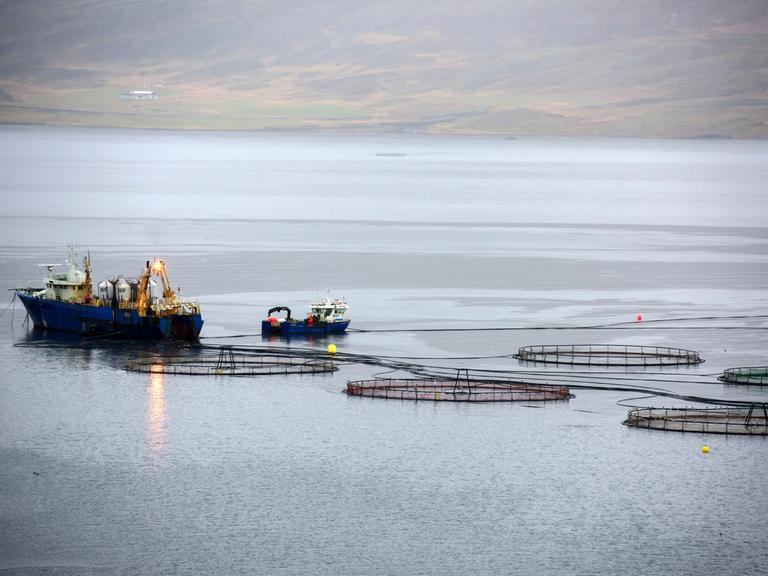Aquakultur im Fjord Berufjörður im Osten Islands. Zu sehen sind zwei Boote und Käfige für die Fischzucht.