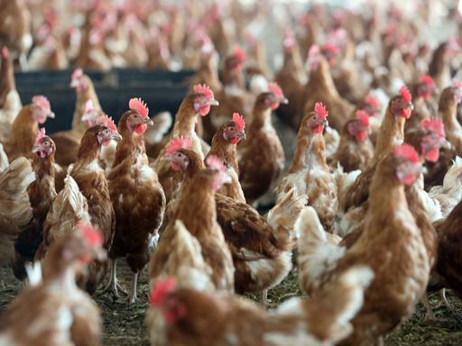 Hunderter bruaner Hühner in einem Stall
