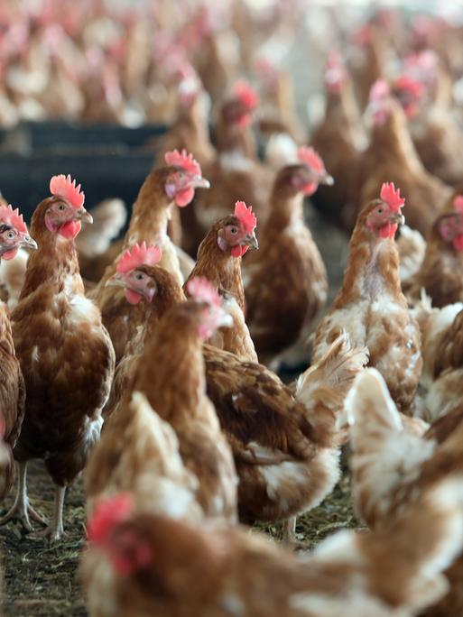 Hunderter bruaner Hühner in einem Stall