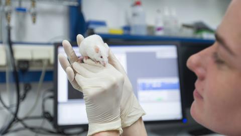 Eine wissenschaftliche Mitarbeiterin hält eine Maus in ihrer Hand.