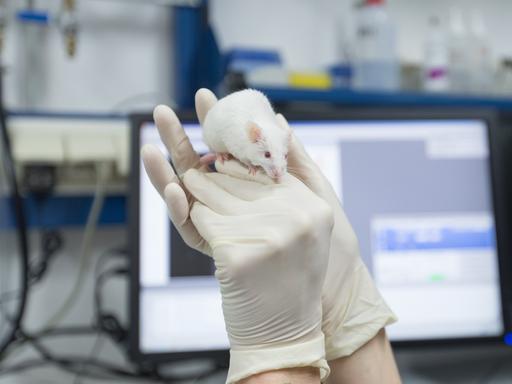 Eine wissenschaftliche Mitarbeiterin hält eine Maus in ihrer Hand.