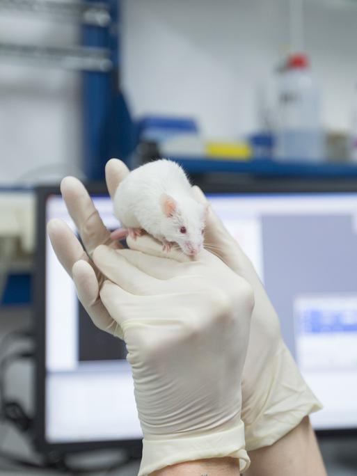 Eine wissenschaftliche Mitarbeiterin hält eine Maus in ihrer Hand.