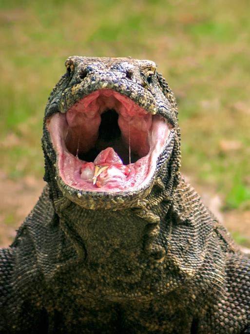 echse,waran,komodowaran *** lizard,monitor lizard,komodo dragon uxj-gmm