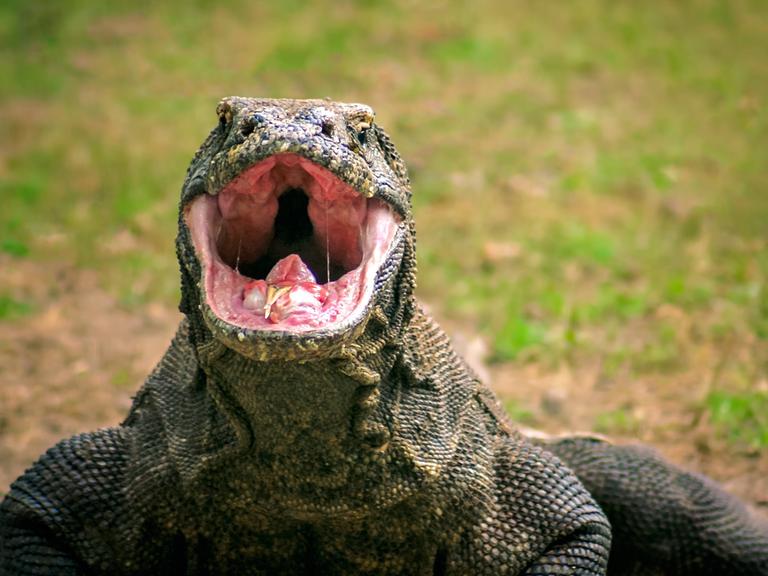 echse,waran,komodowaran *** lizard,monitor lizard,komodo dragon uxj-gmm