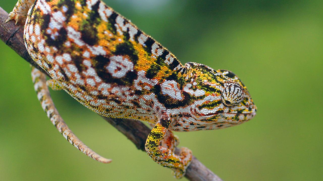 Ein Teppichchamäleon sitzt auf einem Ast.