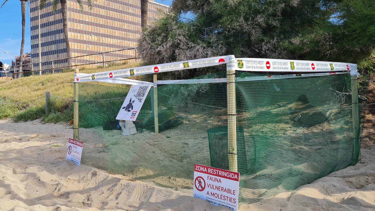 Eingezäuntes Schildkrötengelege am Strand von Palma auf Mallorca. Eingezäuntes Schildkrötengelege am Strand von Palma auf Mallorca.