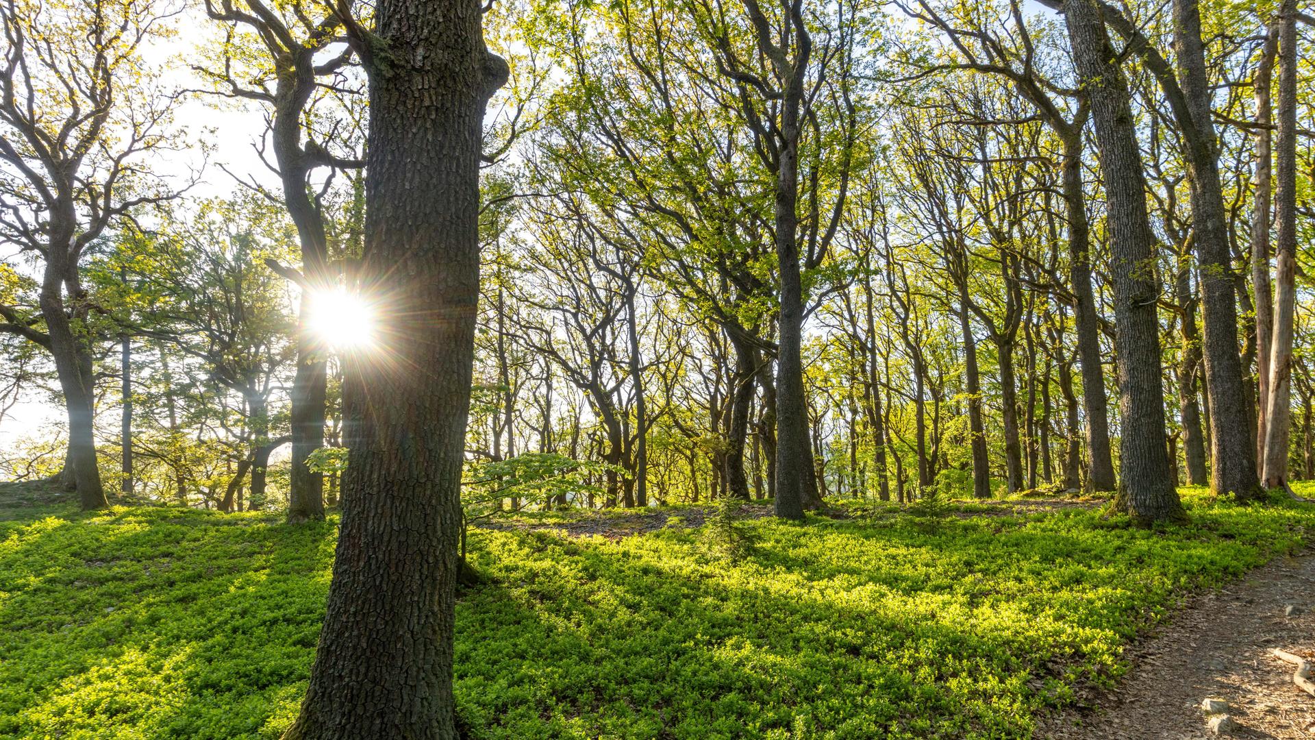 Die Abendsonne scheint durch den Wald mit vielen Heidelbeeren im Taunus in Hessen.