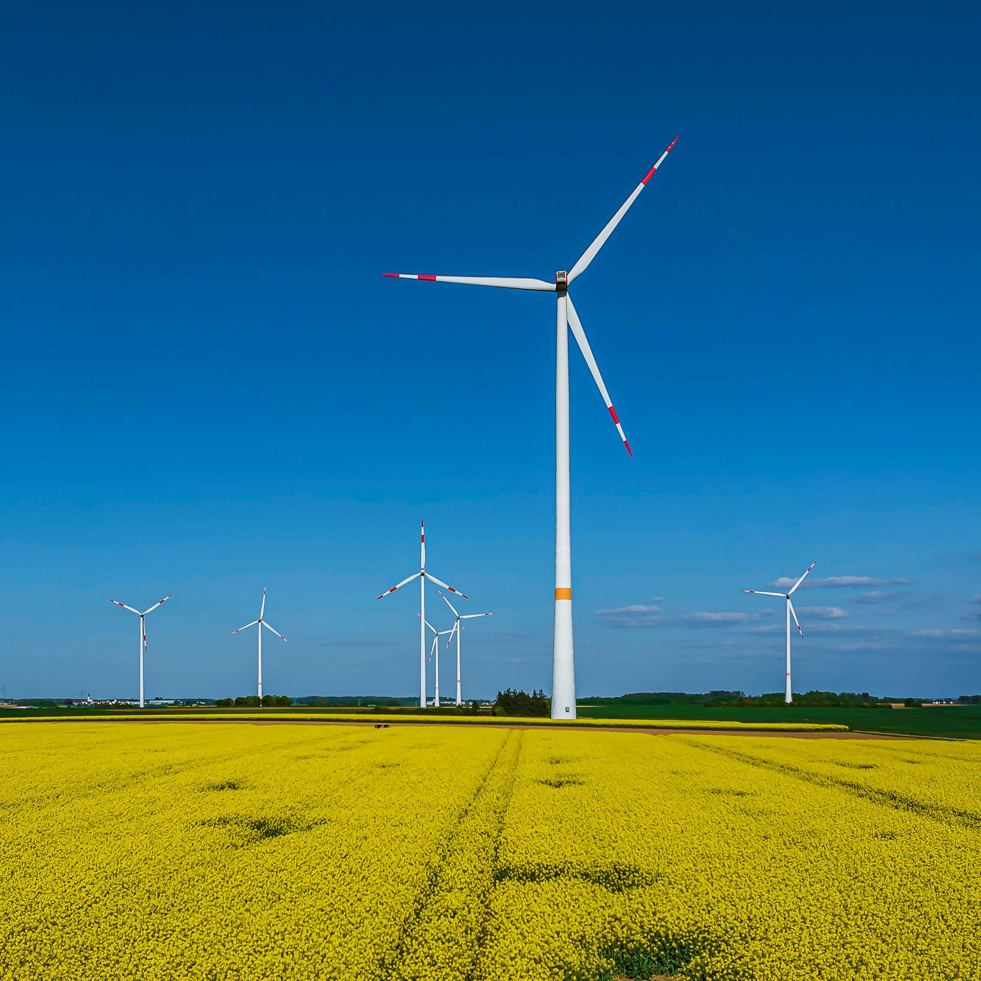 Hinter einem blühenden Rapsfeld stehen Windräder am Horizont vor blauem Himmel.