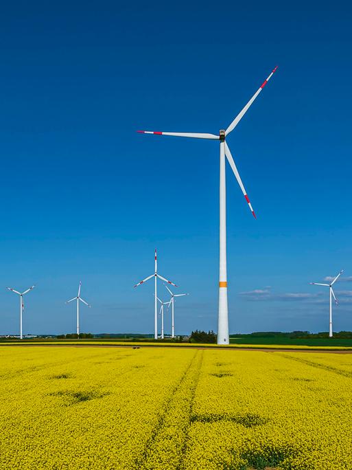Hinter einem blühenden Rapsfeld stehen Windräder am Horizont vor blauem Himmel.