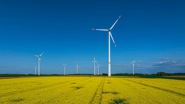 Hinter einem blühenden Rapsfeld stehen Windräder am Horizont vor blauem Himmel.