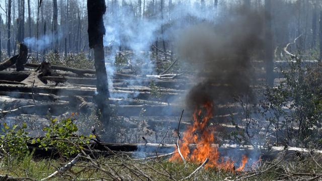 Abgebrannte Bäume in einem Wald in Brandenburg