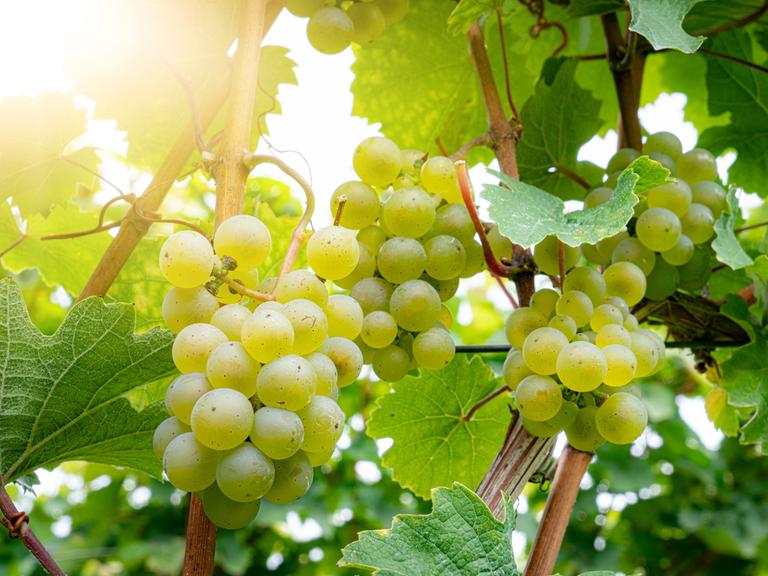 Weinanbau in Deutschland: Das Foto zeigt einen idyllischen Sonnenuntergang zwischen den Weinreben mit dicken hellen Trauben an einem Weinberg. 
