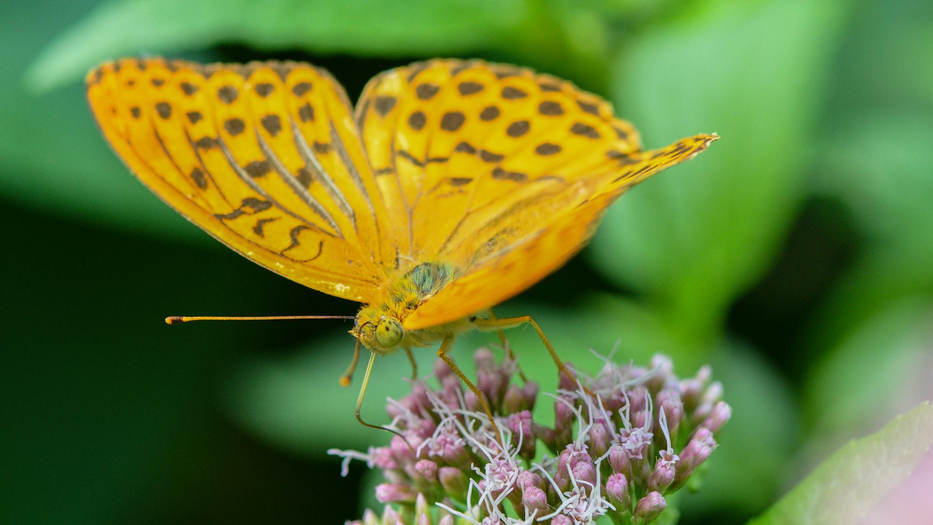 Ein Schmetterling der Art Kaisermantel sitzt auf einer Blüte.